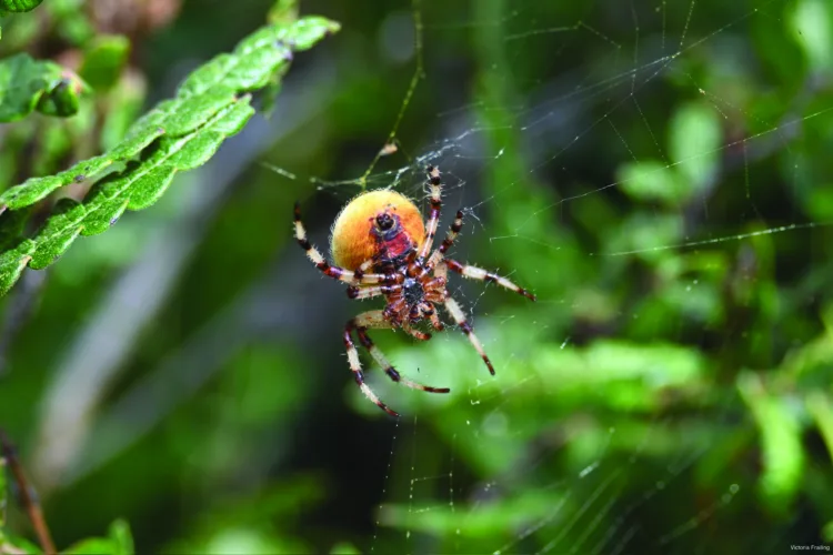 Itsy bitsy spider